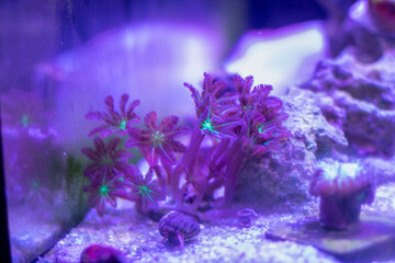 Clove Coral.
Clove Polyps are a beautiful soft coral that in many ways resemble both a Xenia and a Pipe Organ. They have soft feathery polyps that sometimes carry either an orange or green highlight. 