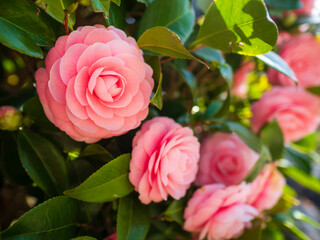 美しいピンクの椿の花