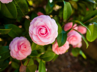 美しいピンクの椿の花