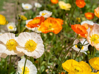Obraz premium 春の花壇に咲くポピーの花