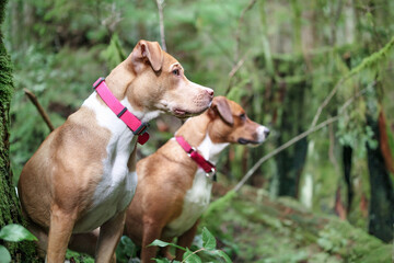 Two dogs sitting in forest while looking at something with hyper focus and intense body language....