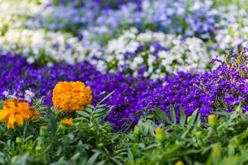 colorful flowers in nature, petals, flower art, wall art, wallpaper, nature beauty, plants, spring flowers