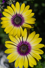 colorful flowers in nature, petals, flower art, wall art, wallpaper, nature beauty, plants, spring flowers