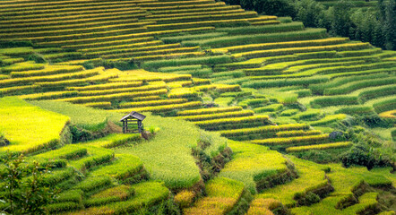 Admire the beautiful terraced fields in Y Ty commune, Bat Xat district, Lao Cai province northwest...