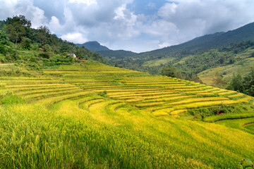 Fototapeta na wymiar Admire the beautiful terraced fields in Y Ty commune, Bat Xat district, Lao Cai province northwest Vietnam on the day of ripe rice harvest.