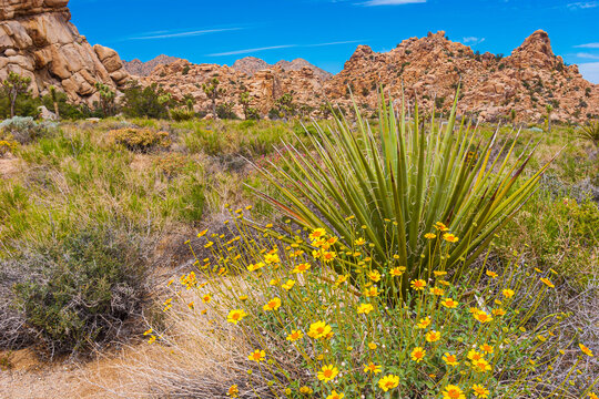 Brittlebush (Encalia farinosa)  and Mojave Yucca( Yucca schidigera) in Hidden Valley, Joshua Tree National Park, California, USA