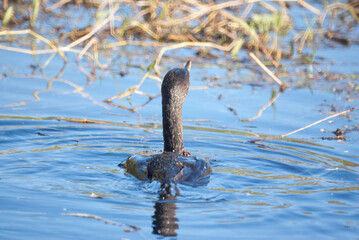 Double-Crested Cormerant Looking Off into the Distance