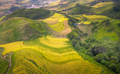 Admire the beautiful terraced fields in Y Ty commune, Bat Xat district, Lao Cai province northwest Vietnam on the day of ripe rice harvest. Rural landscape of Vietnam