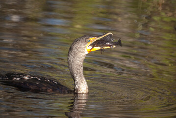 Double-Creasted Cormorant Eating a Fish