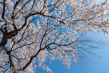 青空に映える見事なしだれ桜