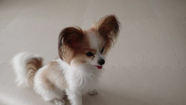 しっぽを激しく振る犬、喜んでいる動画