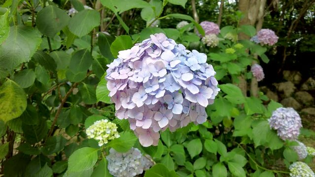 hydrangea suguk flower blooming in taejongsa buddhist temple, Taejongdae, Busan, South Korea, Asia