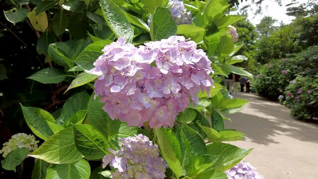 hydrangea suguk flower blooming in taejongsa buddhist temple, Taejongdae, Busan, South Korea, Asia