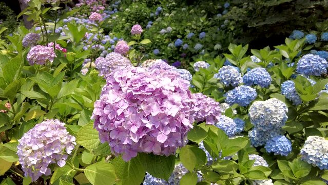 hydrangea suguk flower blooming in taejongsa buddhist temple, Taejongdae, Busan, South Korea, Asia