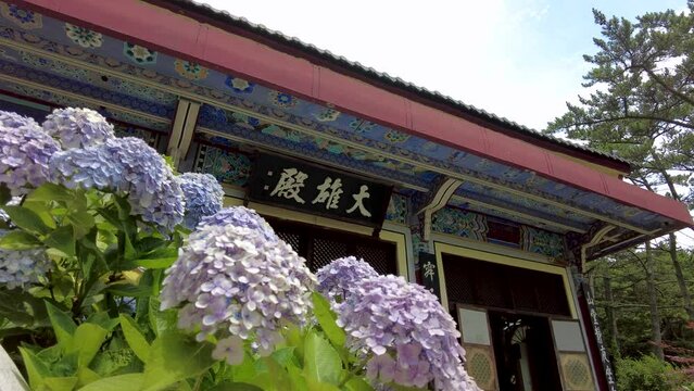 hydrangea suguk flower blooming in taejongsa buddhist temple, Taejongdae, Busan, South Korea, Asia