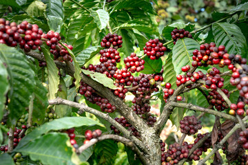 Clusters of ripe coffee berries on a tree branch