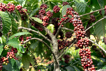 Clusters of ripe coffee berries on a tree branch