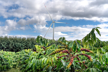 Clusters of ripe coffee berries on a tree with a wind turbine background on a clear morning. The...