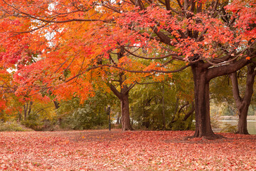 Autumn scenes at prospect park in Brooklyn, New York City.