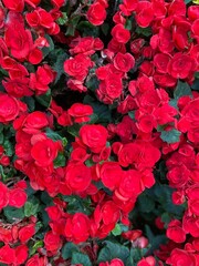 red roses background