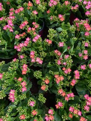 Beautiful little pink flowers in close-up