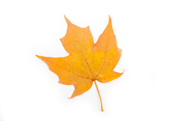 autumn leaf isolated on white background