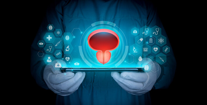 Bladder and prostate in the doctor's hand, HTA. Prostate cancer, bladder cancer, men's health care. Modern digital medicine in urology. digital technology concept