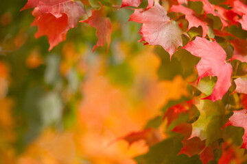 Red Autumn leaves with copy space