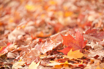 Autumn leaves on the ground