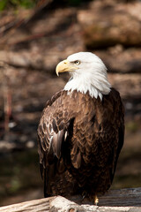 The Bald Eagle (Haliaeetus leucocephalusis) a bird of prey found in North America.