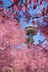Cherry blossom trees in Flushing Meadows Corona Park at New York City