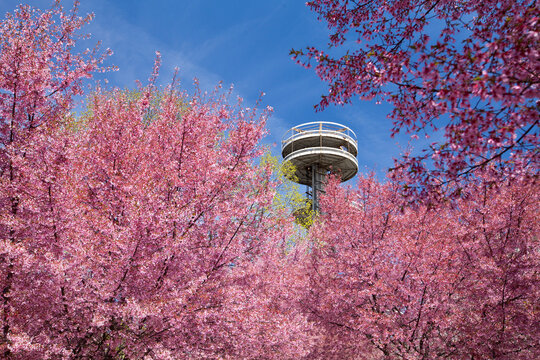 Cherry blossom trees in Flushing Meadows Corona Park at New York City