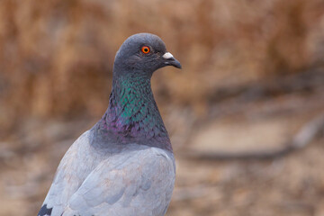 pigeon