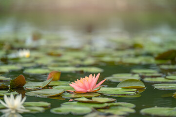 Water Lilly
