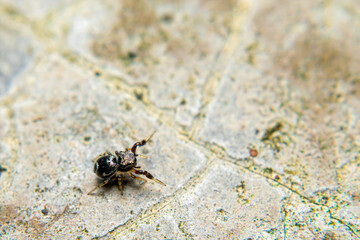 Jumping spiders are a group of spiders that are known for their ability to jump several times their own body length. They are typically small in size, with most species ranging from 1 to 25 mm in leng