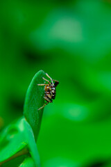 Jumping spiders are a group of spiders that are known for their ability to jump several times their own body length. They are typically small in size, with most species ranging from 1 to 25 mm in leng
