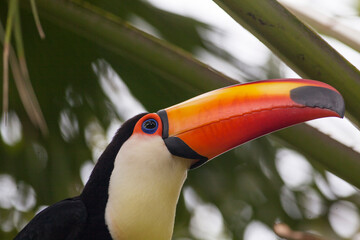 Fototapeta premium Toucan with beautiful orange bill