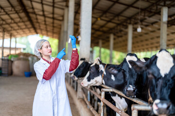 Young woman veterinarian satisfied with milk quality on dairy farm , Agriculture industry, farming and animal husbandry concept ,Cow on dairy farm eating hay,Cowshed.