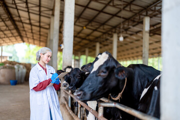 Female veterinarian in a white medical gown stands in a cowshed and records the data after a regular examination of the cattle on the dairy farm. Concept of cattle breeding and its medical care.