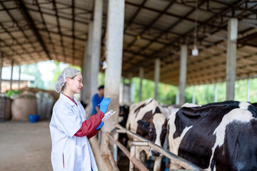 Female veterinarian in a white medical gown stands in a cowshed and records the data after a regular examination of the cattle on the dairy farm. Concept of cattle breeding and its medical care.