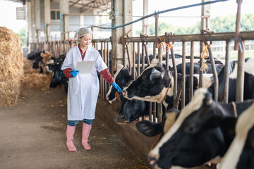 Female veterinarian in a white medical gown stands in a cowshed and records the data after a regular examination of the cattle on the dairy farm. Concept of cattle breeding and its medical care.