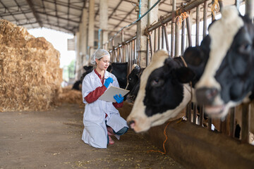 Female veterinarian in a white medical gown stands in a cowshed and records the data after a regular examination of the cattle on the dairy farm. Concept of cattle breeding and its medical care.
