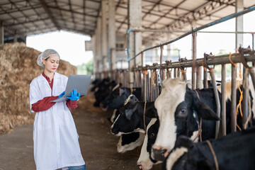 Female veterinarian in a white medical gown stands in a cowshed and records the data after a regular examination of the cattle on the dairy farm. Concept of cattle breeding and its medical care.