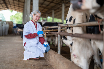 Young woman veterinarian satisfied with milk quality on dairy farm , Agriculture industry, farming and animal husbandry concept ,Cow on dairy farm eating hay,Cowshed.