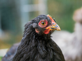 portrait of a chicken