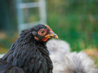 close up of a chicken