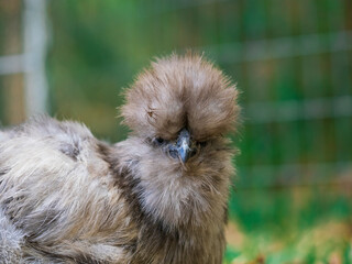 silkie chicken in the grass