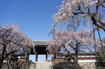 東郷寺, 枝垂れ桜