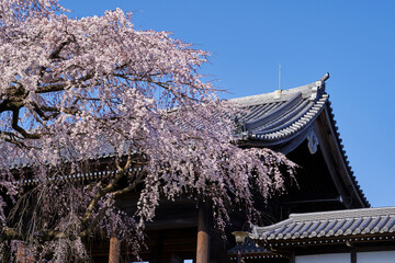 東郷寺、枝垂れ桜