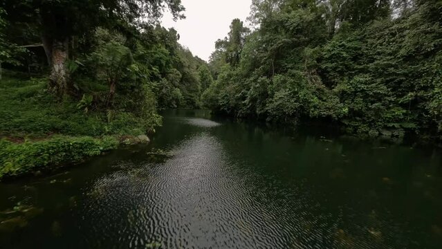 Low flying over calm water surface pond tropical lake at jungle rainforest lush fern greenery aerial view. FPV sport drone speed shot exotic island river natural landscape wild forest park green tree